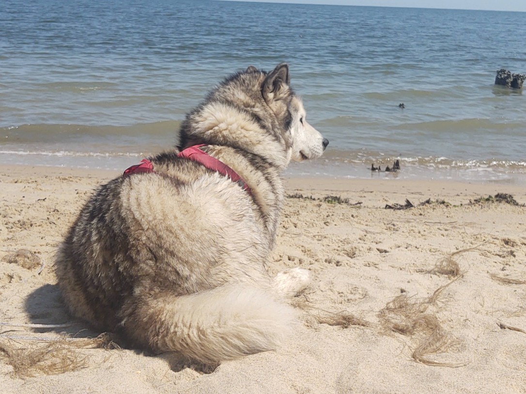 Happy Birthday Luna!